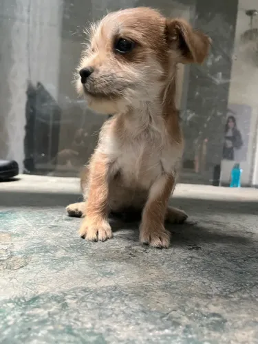 Pinsher com shitszu 