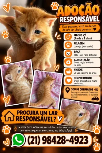 Doação de filhote de gato laranja