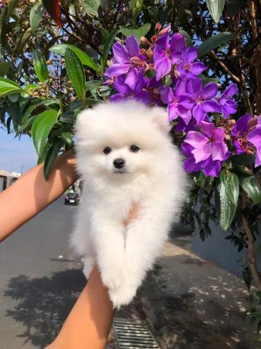 Spitz alemão anao machinho branco neve