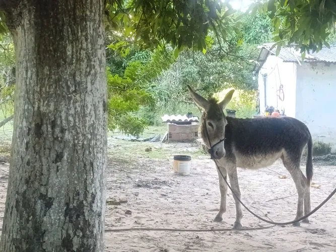 Venda de Jumenta