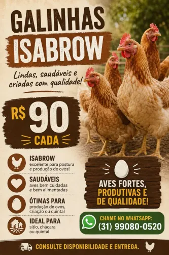 Galinhas Isabrow Poedeiras de Alta Qualidade - R$90