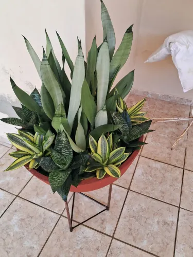 Jardim