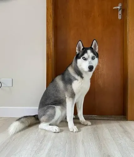 Husky siberiano fêmea, para cruzar 