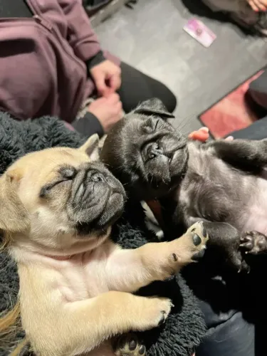 Pug Arraiá da fofura aberto por tempo limitado!