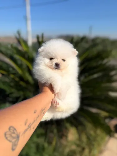 Lulu da Pomerania