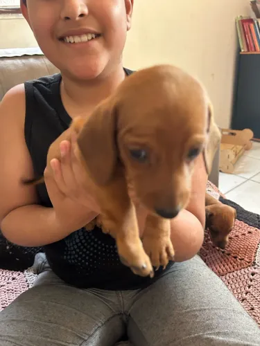 Salsicha, Cofap e Dachshund