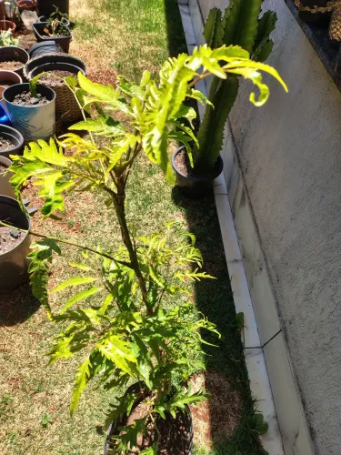 Planta Árvore da Felicidade
