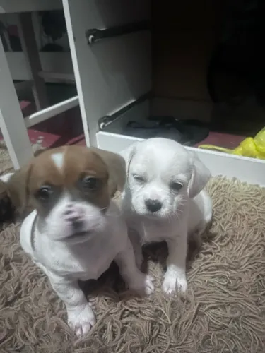 cachorrinhos pra doação ?
