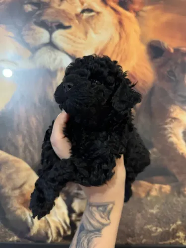 Poodle Toy macho pretinho lindo