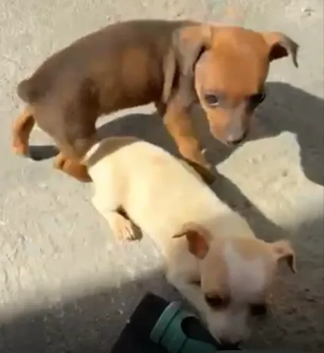 Filhote de Pinscher