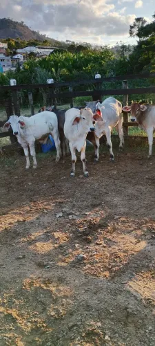 Lote de bezerros