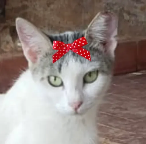 Linda Safira para adoção 