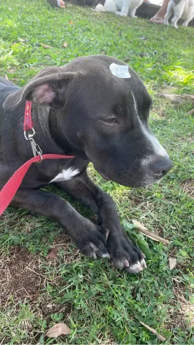 Pitbull fêmea
