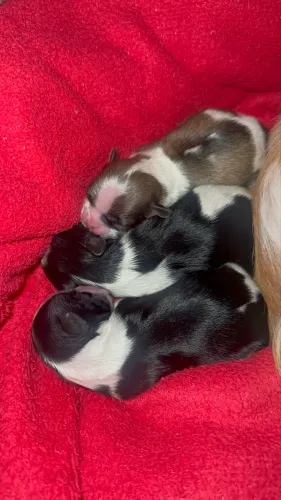 Filhotes de cachorro Shih tzu