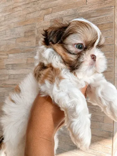 Shih Tzu Mini