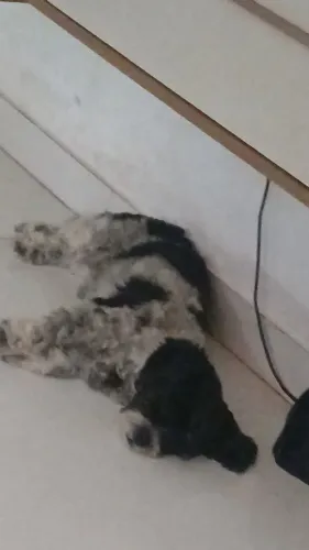 Doação de shih tzu fêmea 