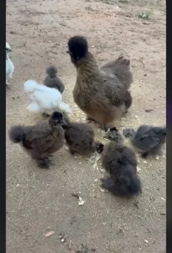Pintinhos Sedosa do Japão