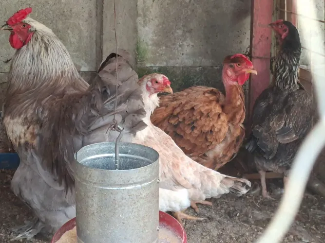 Galo BRAHMA Blue com 4 galinhas