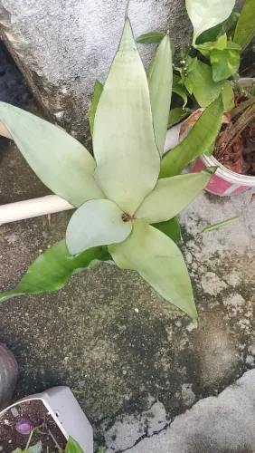Mudas de plantas