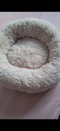 Caminha para gato