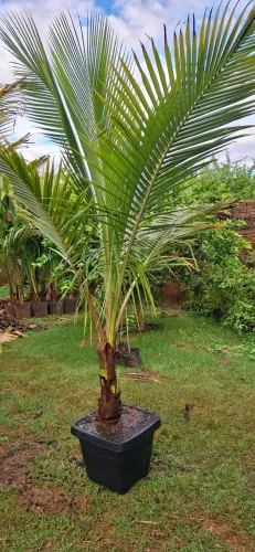 Jabuticabeira híbrida adulta 16 anos