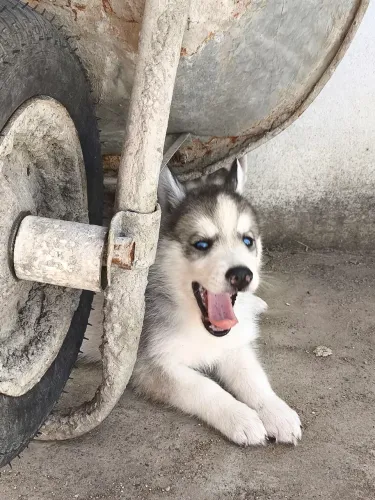 Vende-se esse lindo filhote de husky siberiano