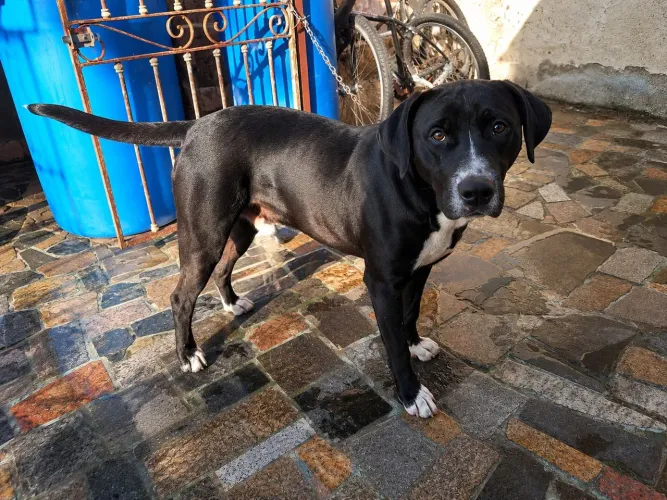 Cachorro