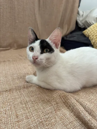 Doação de gato
