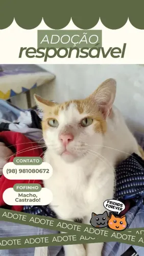 Adoção de gatinho