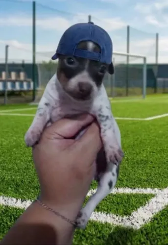 Filhote de pinscher 