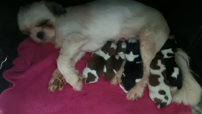 Filhotes de Shih Tzu