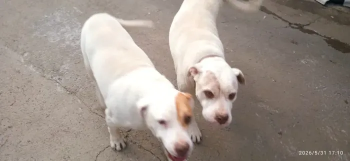 Faço doação de 02 Pit Bull red nose são irmãos de ninhadas diferentes , Kurt Cobain com 7 