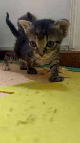 Doação gatinha