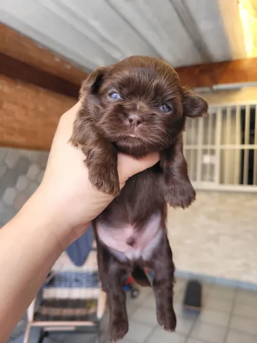 Shihtzu chocolate sólido
