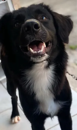 Doação cachorro