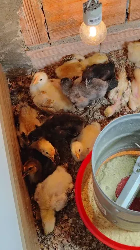 Vende-se 14 pintos com 15 dias de galinha poedeiras de ovos verdes r$150