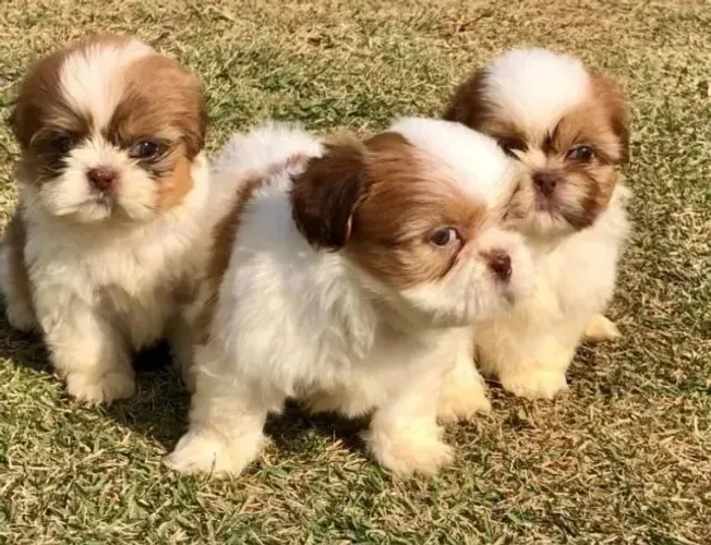 Shih Tzu Filhotes Disponíveis Agora