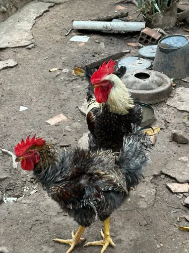 Frangos GSB (Arrepiado e Normal) Raridade