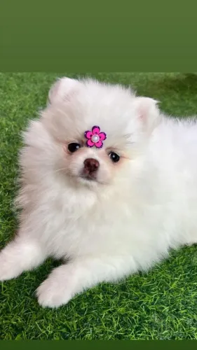 Lulu da Pomerânia - Spitz Alemão
