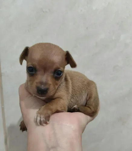 Pinscher
