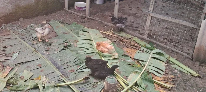 Estou vendendo pintos jovens a partir de 12 reais