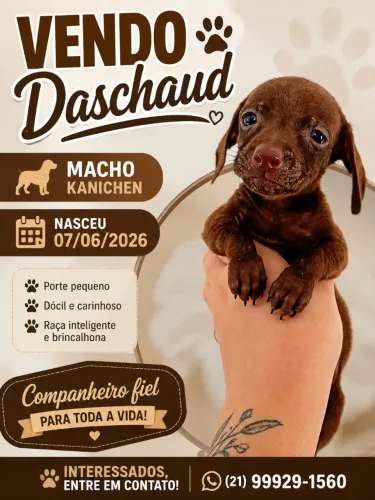 Vendo daschaud