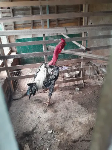 Galo pescoço pelado. 