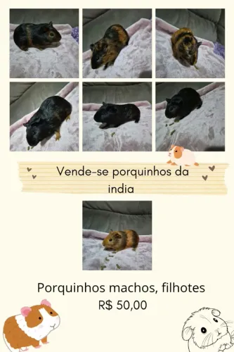 PORQUINHO DA ÍNDIA