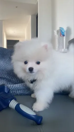 Cachorro Lulu da Pomerania lindo e bem cuidado, últimos disnponiveis.