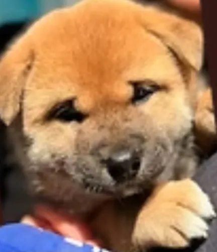 Shiba inu
