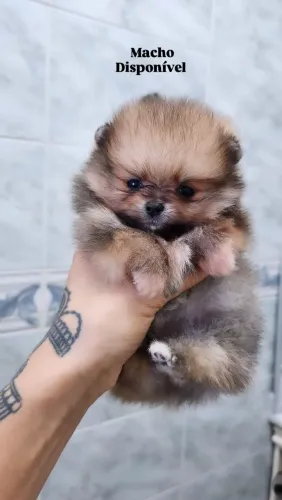 Lulu da Pomerânia Anão ( macho e fêmea)