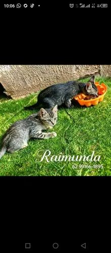 Gatinhos para Doação 
