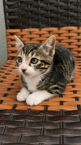 Doação de Gatos