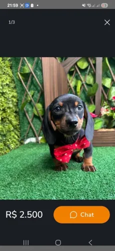 Filhote de basset macho lindo 